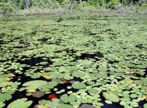 Lily Pond